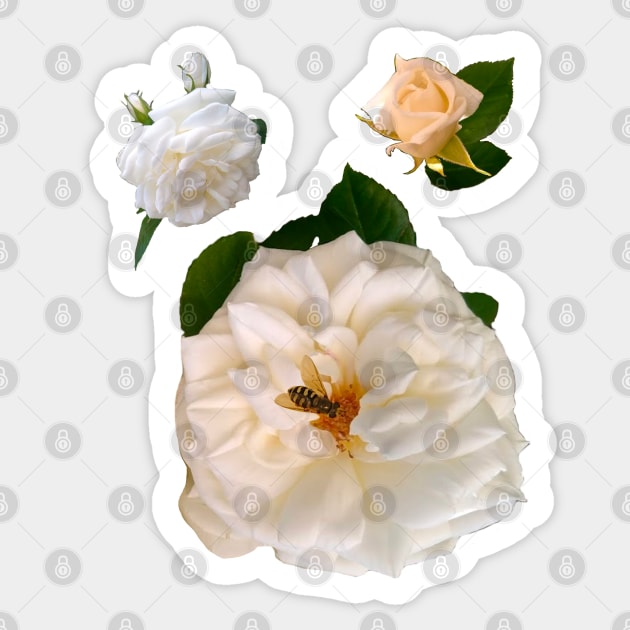 A rose by any other name would be just as sweet - white roses save the bees Sticker by Artonmytee